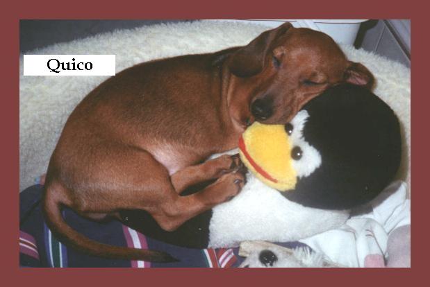 Quico FoR PrEsIdEnT!!
